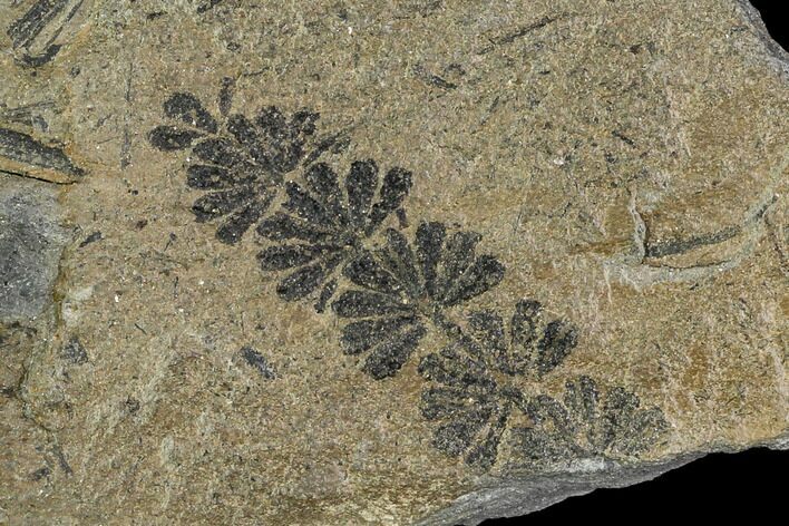 Pennsylvanian Fossil Horsetail (Calamites) - Kentucky #112654